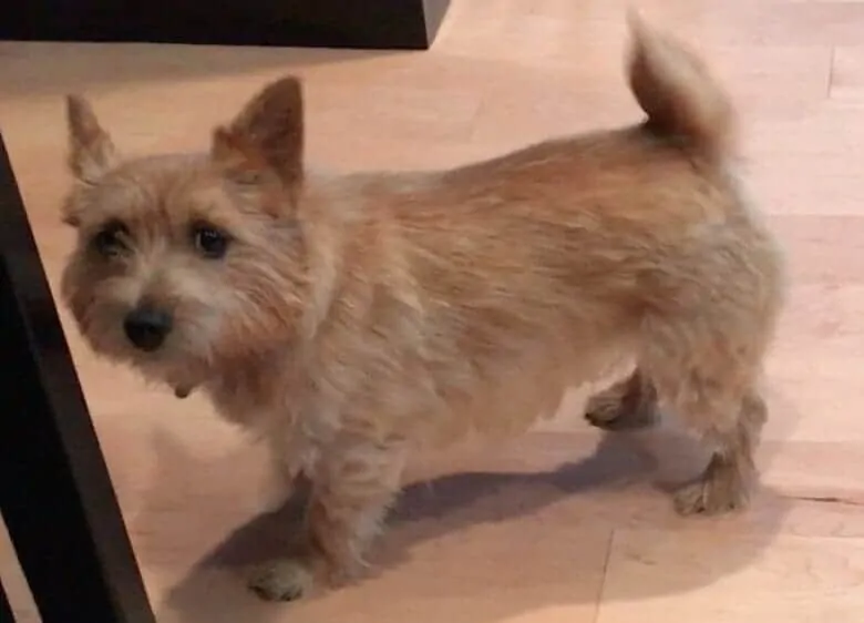 11 Things You Should Know About the Norwich Terrier 4