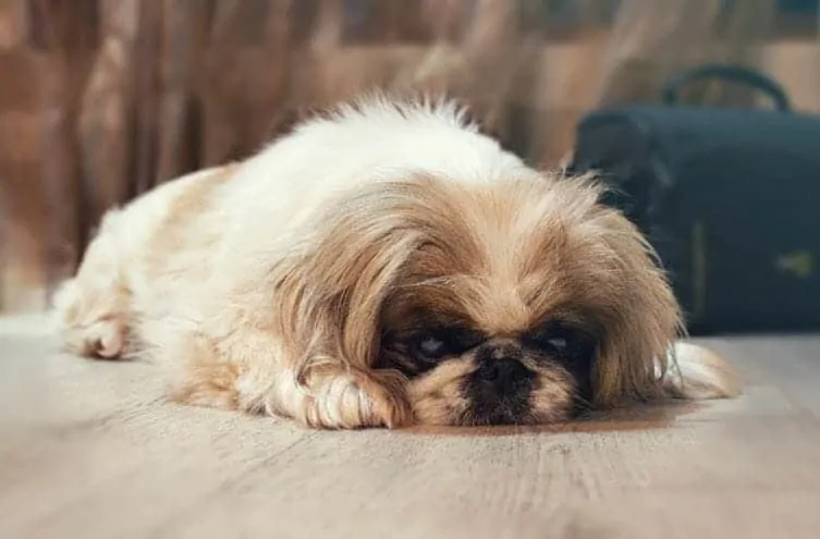 11 Things You Should Know About the Pekingese 5