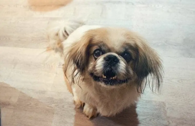 11 Things You Should Know About the Pekingese 6