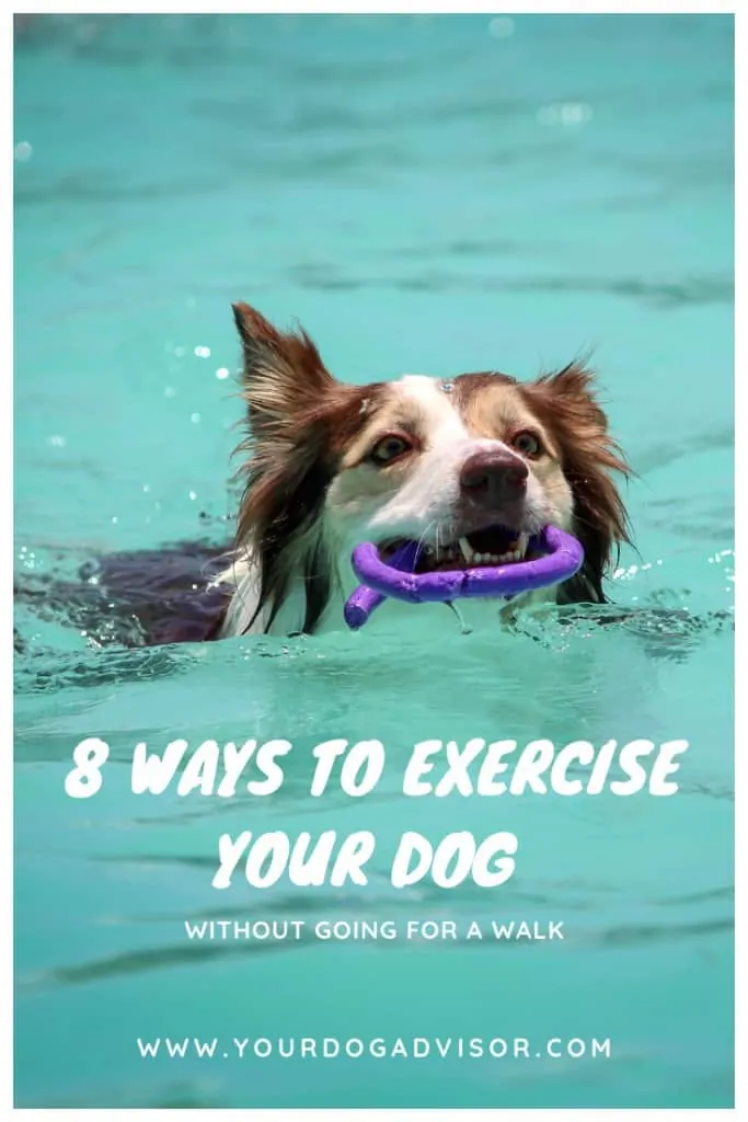 8 Ways to Exercise Your Dog Without Going for a Walk 9