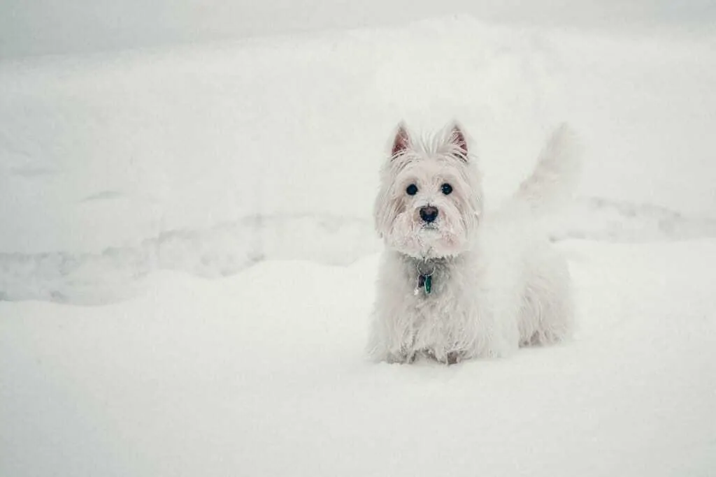 Groomlish: a Dog Grooming Glossary