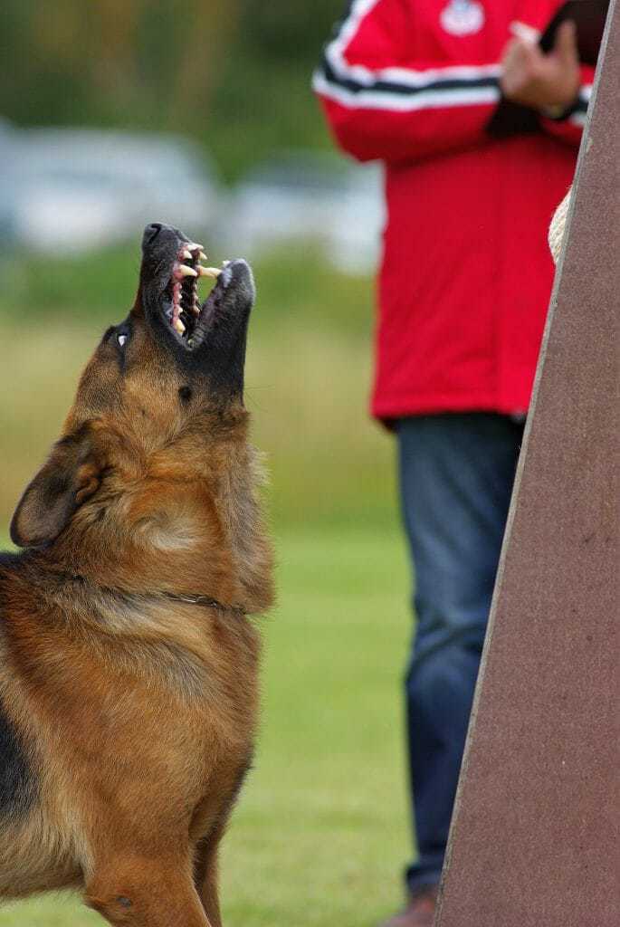 Can Dogs Detect Earthquakes? How to Prepare and Help Your Dog Cope After an Earthquake 5