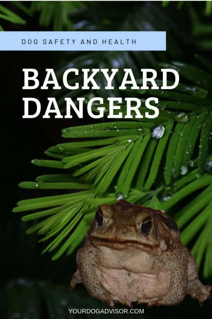 Frogs and Toads Your Dog Should Avoid 5