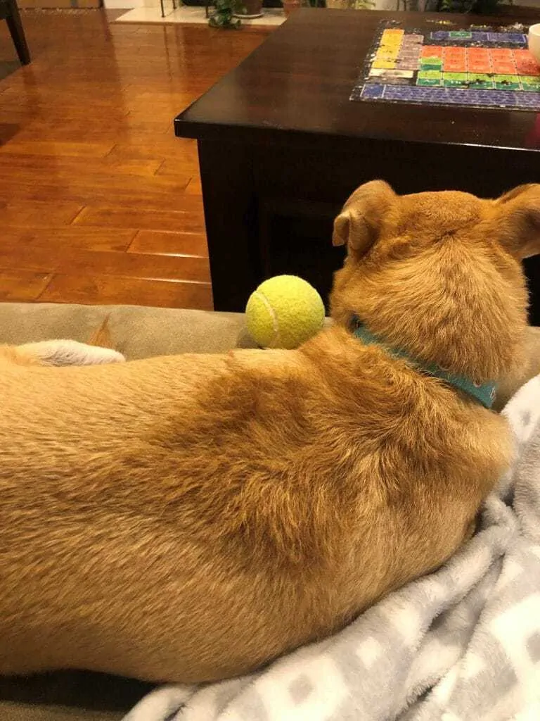 Best Tennis Ball Alternatives for Your Dog 2