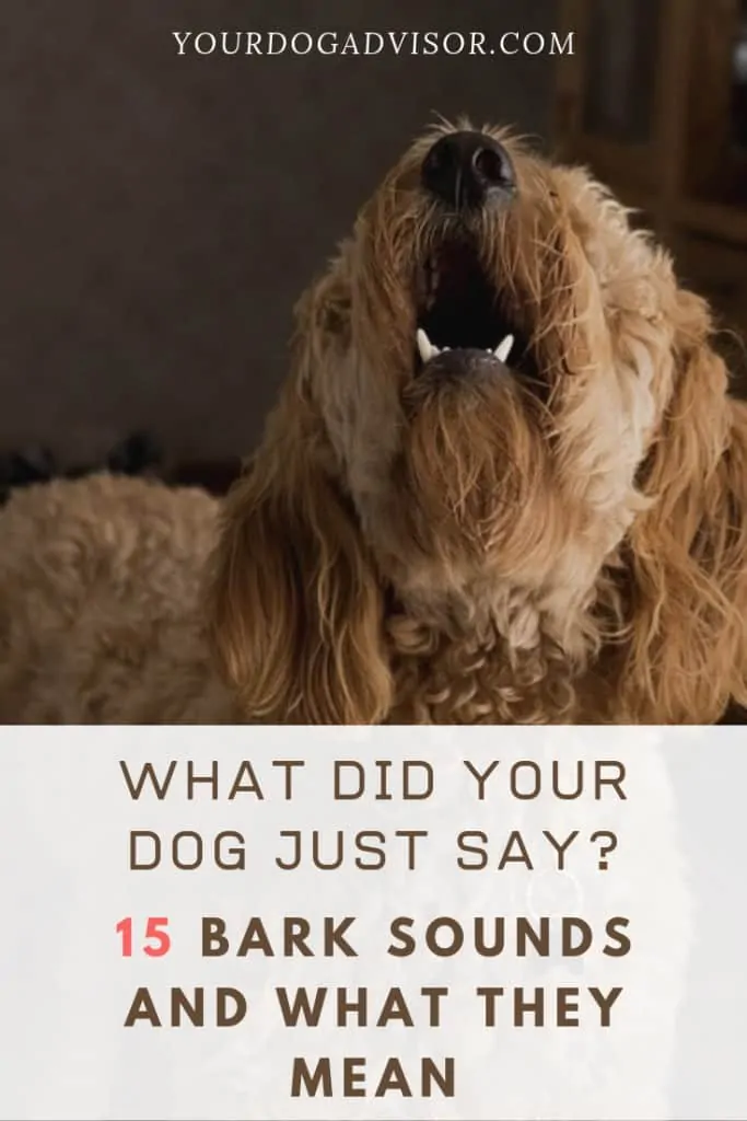 What Did Your Dog Just Say? 15 Bark Sounds and What They Mean 16