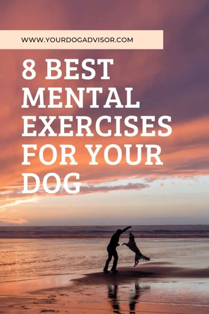 8 Best Mental Exercises for Your Dog 7