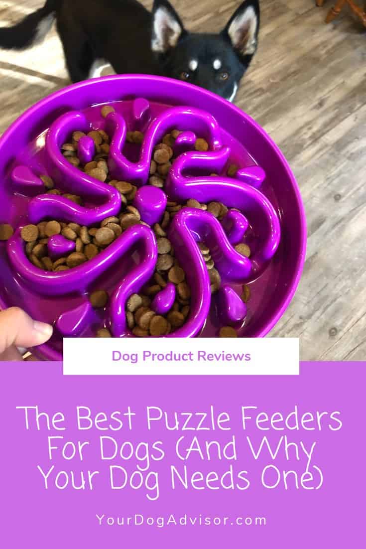 The Best Puzzle Feeders for Dogs (and Why Your Dog Needs One) Your