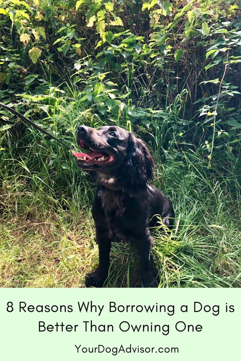 8 Reasons Why Borrowing a Dog is Better Than Owning One Your Dog Advisor
