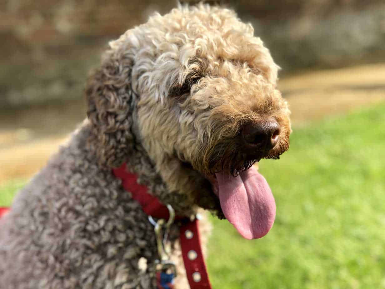 8 Reasons Why Borrowing a Dog is Better Than Owning One Your Dog Advisor