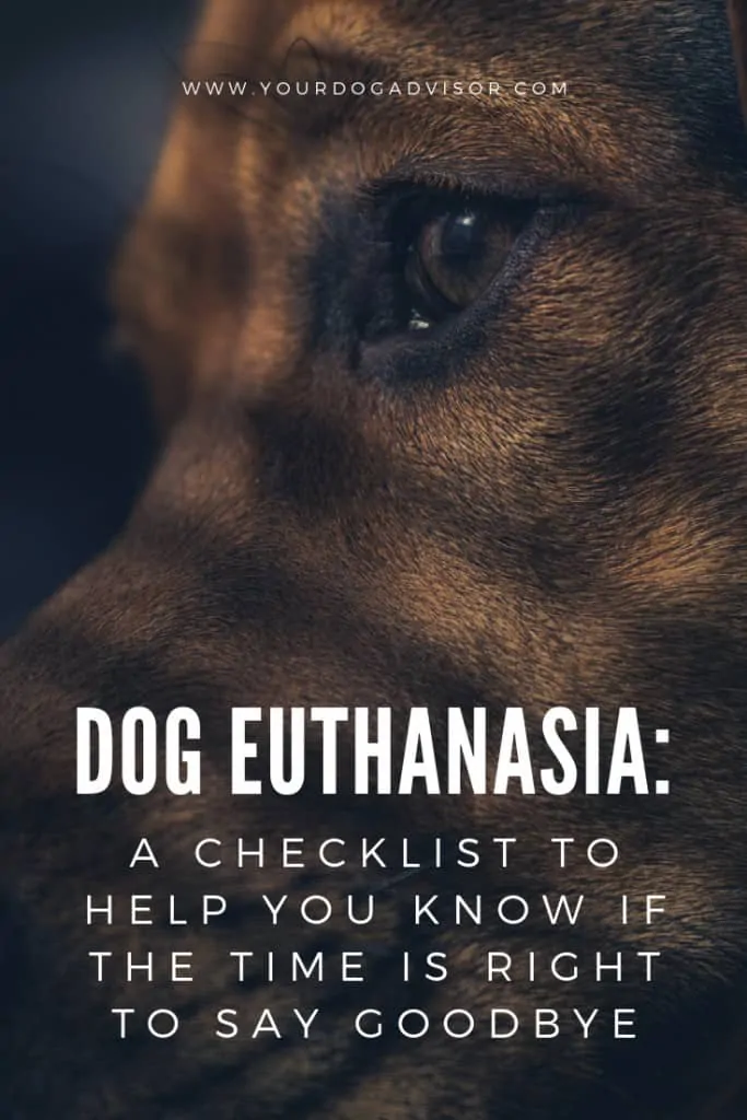 Dog Euthanasia: a Checklist to Help You Know If the Time Is Right to Say Goodbye 9