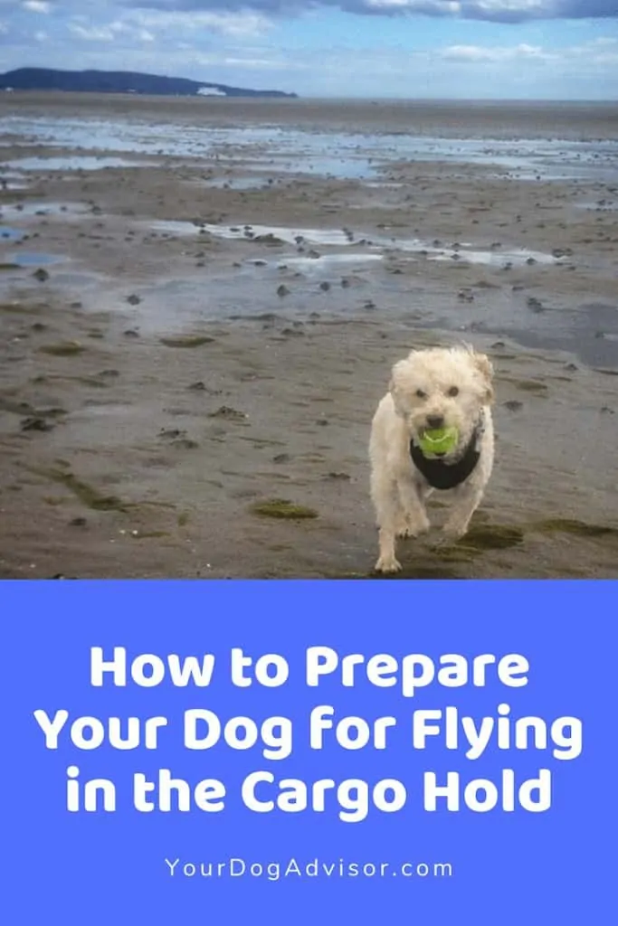 How to Prepare Your Dog for Flying in the Cargo Hold 5