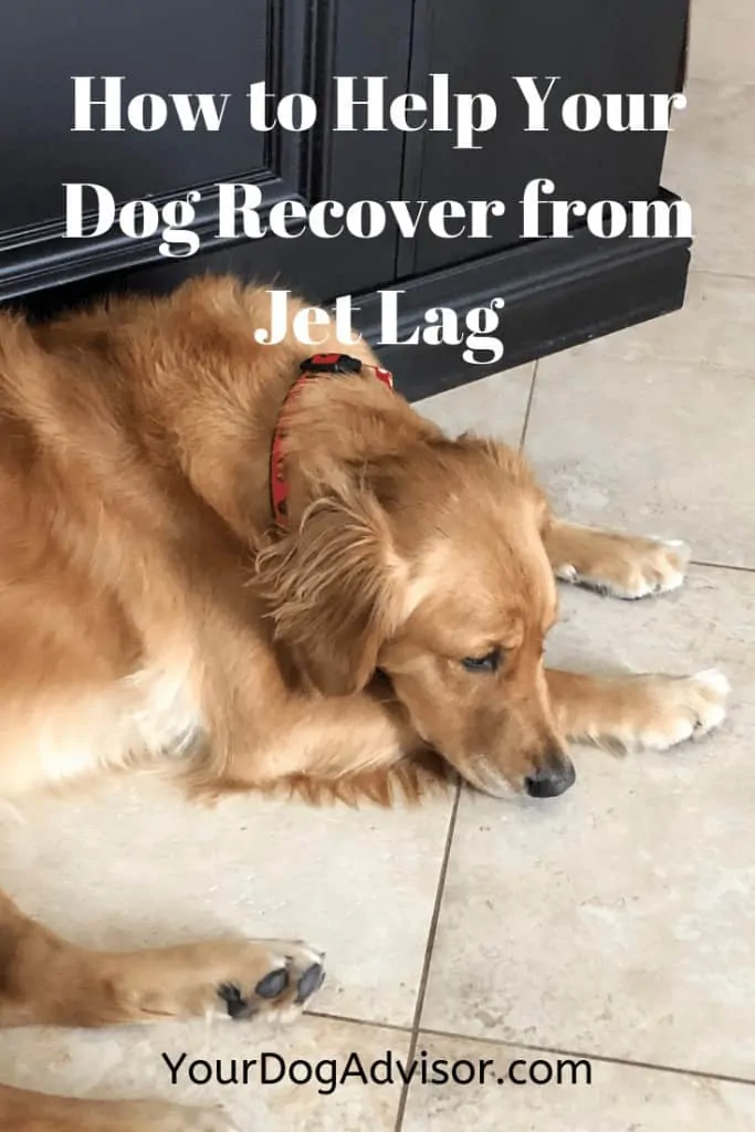 How to Help Your Dog Recover from Jet Lag 4