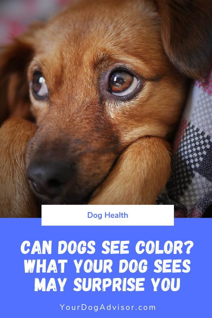 Can Dogs See Color? (Plus, facts about your dog’s vision—and yours—that