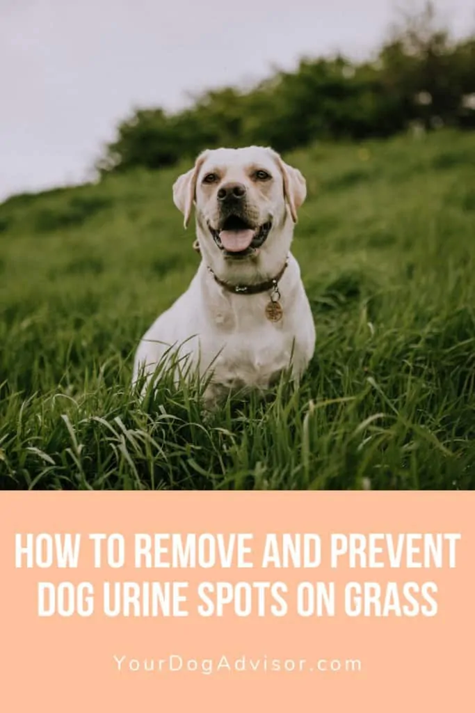 How to Remove and Prevent Dog Urine Spots on Grass 5