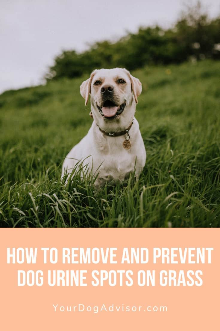 How to Remove and Prevent Dog Urine Spots on Grass Your Dog Advisor
