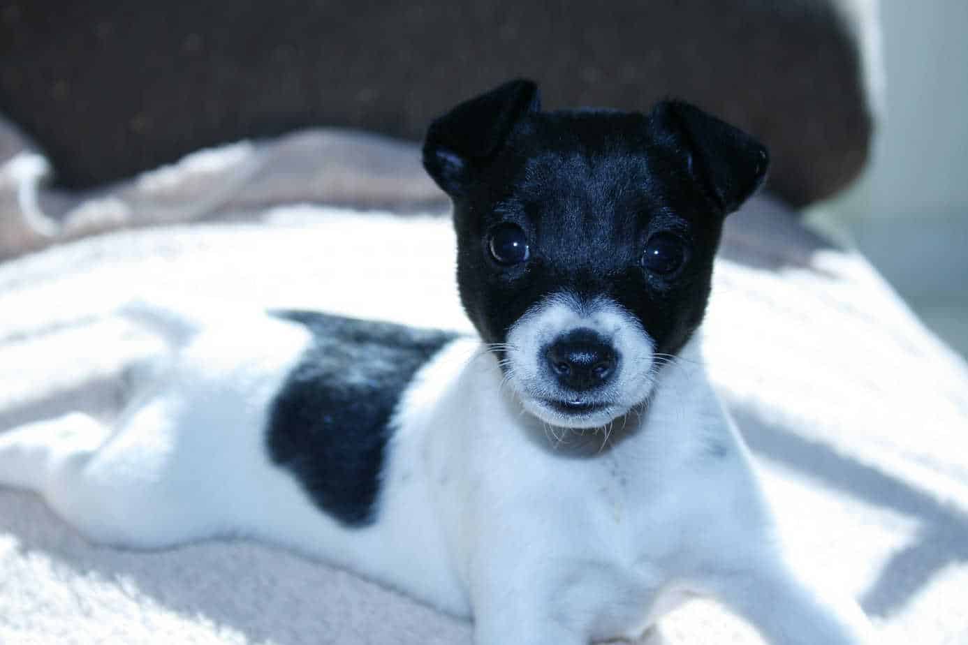 11 Things You Should Know About Fox Terriers Your Dog Advisor