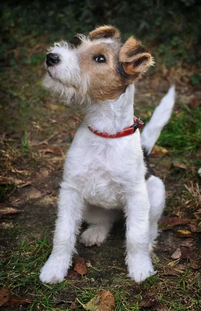 11 Things You Should Know About Fox Terriers 4