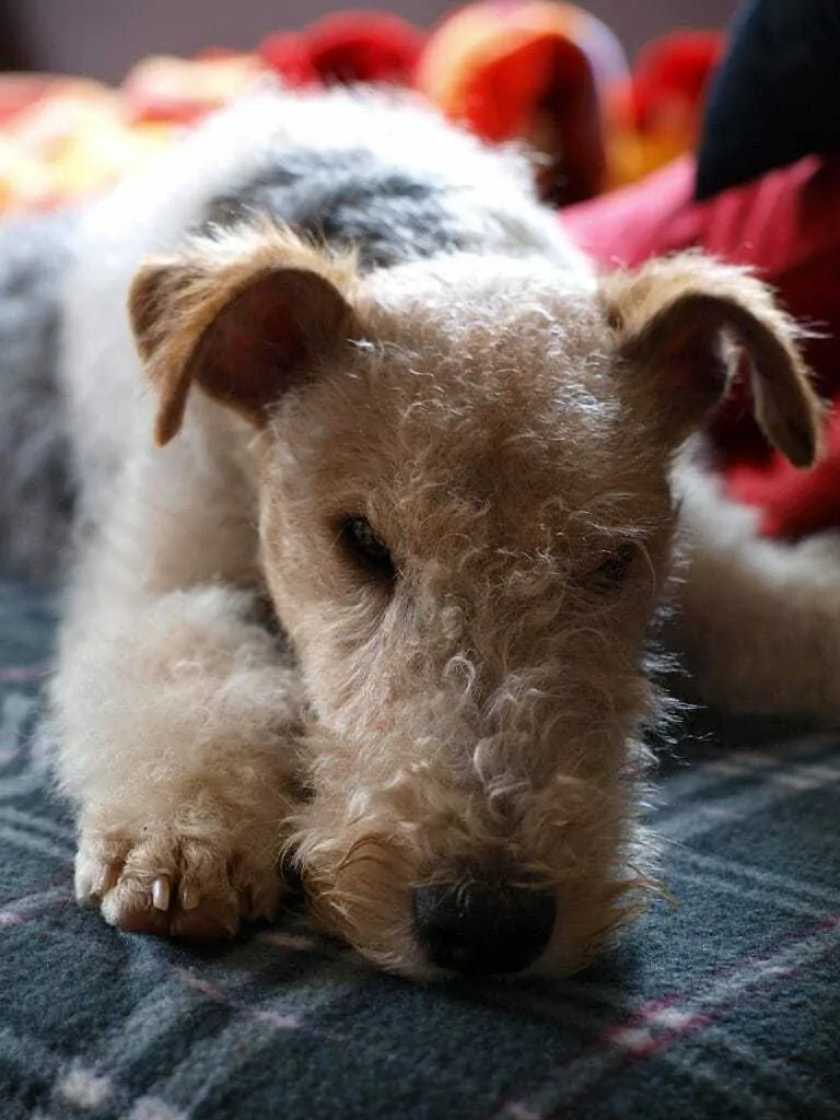 11 Things You Should Know About Fox Terriers 6