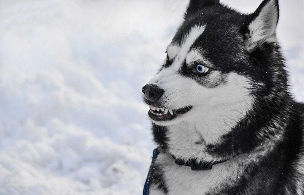 11 Most Common Dog Facial Expressions and What They Mean 5