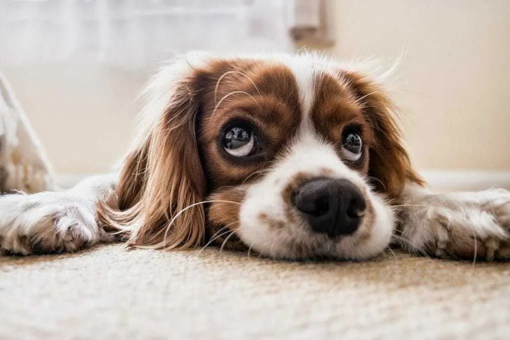 11 Most Common Dog Facial Expressions and What They Mean 3