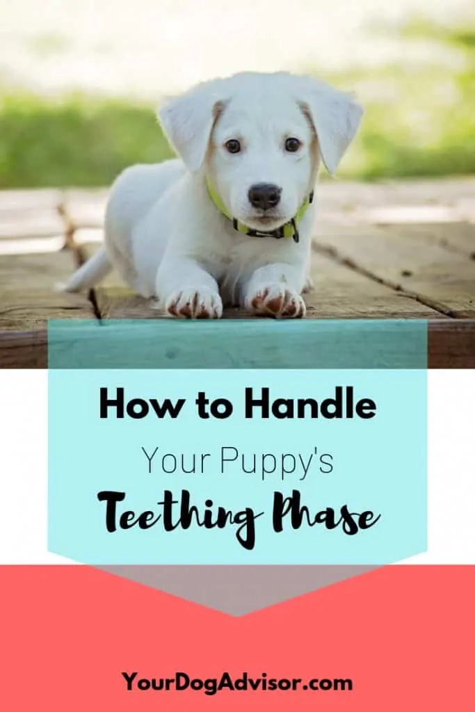 How to Handle Your Puppy's Teething Phase 9