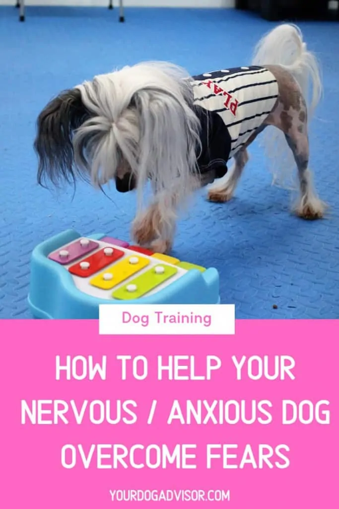 Dog Training Series: How to Help Your Nervous / Anxious Dog Overcome Fears 15