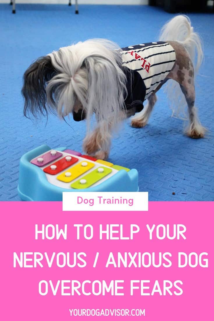 Dog Training Series How to Help Your Nervous / Anxious Dog Fears Your Dog Advisor