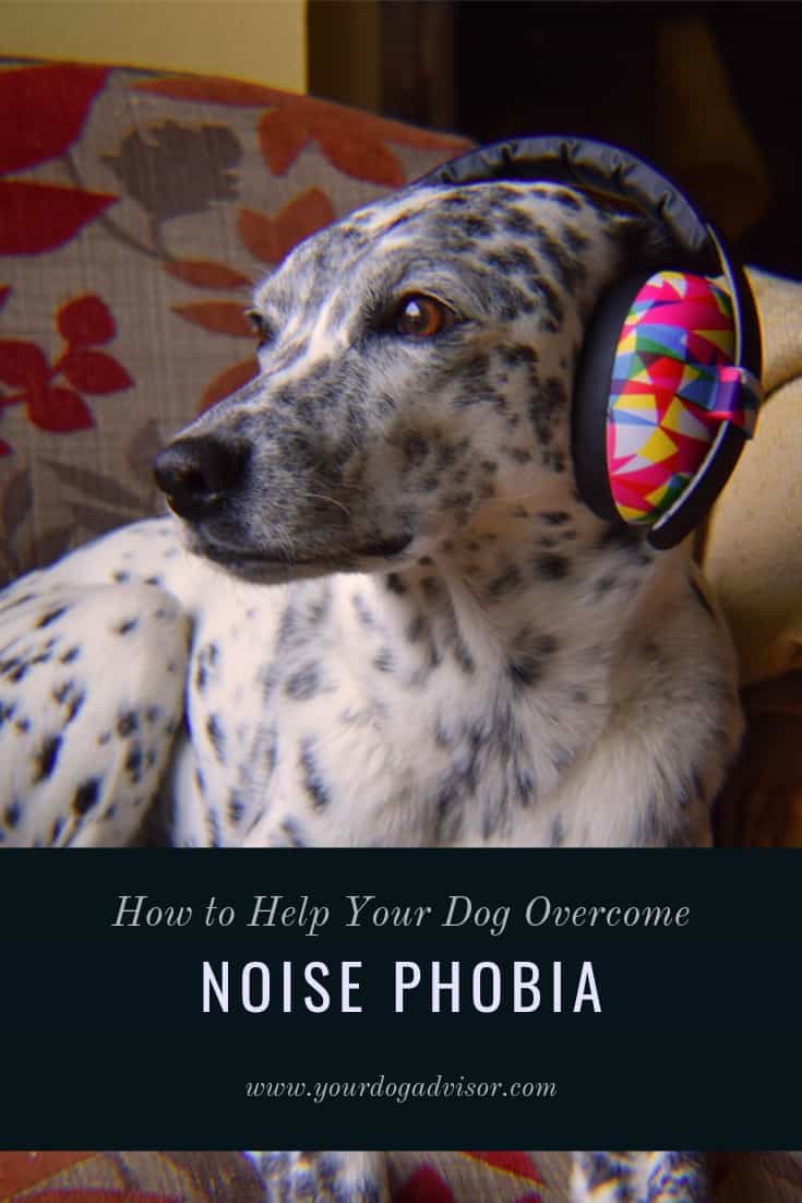 How to Help Your Dog Noise Phobia Your Dog Advisor
