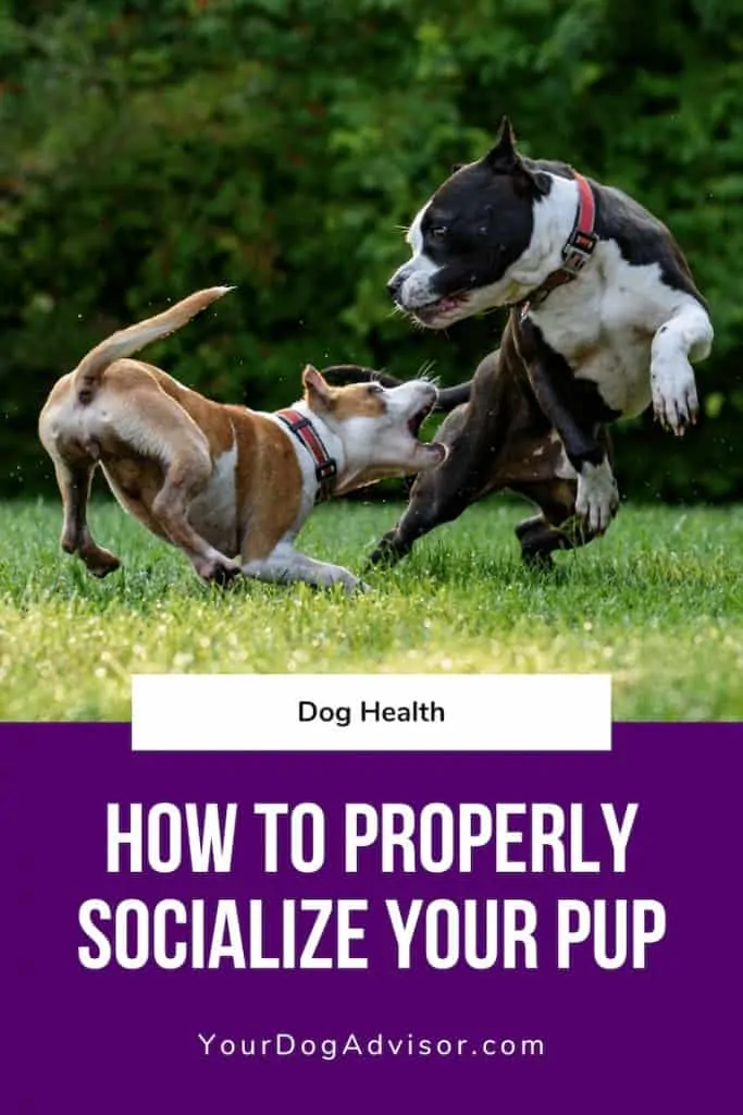 How to Properly Socialize Your Pup 7