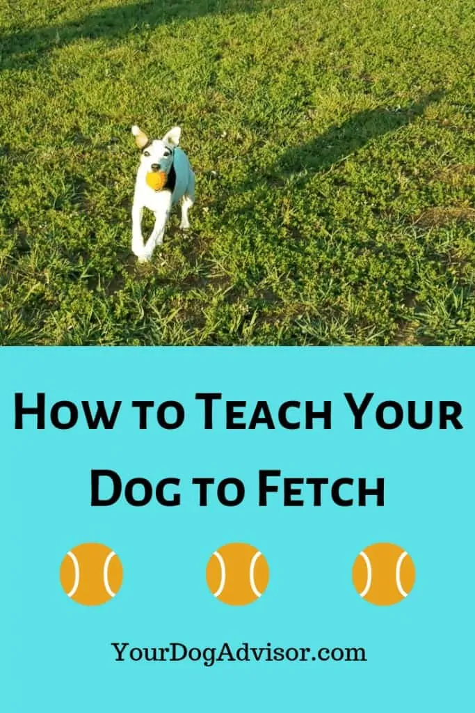 How to Teach your Dog to Fetch 6