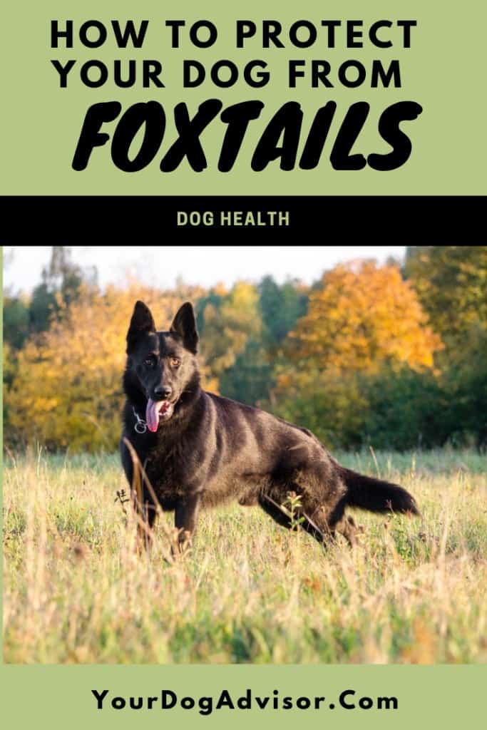 How to Protect Your Dog From Foxtail Injuries 8