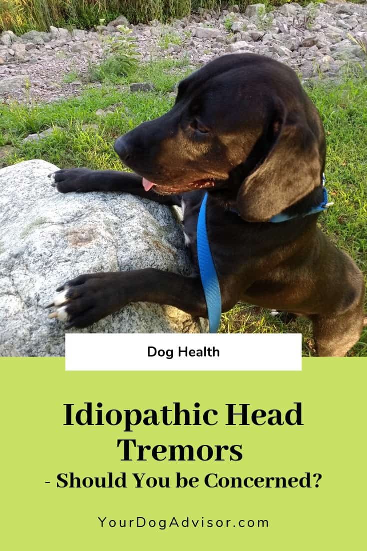 Idiopathic Head Tremors in Dogs Should You Be Concerned? Your Dog