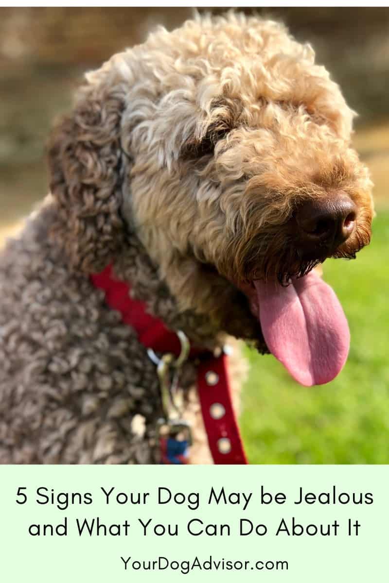 5 Signs Your Dog May be Jealous and What You Can Do About It Your Dog