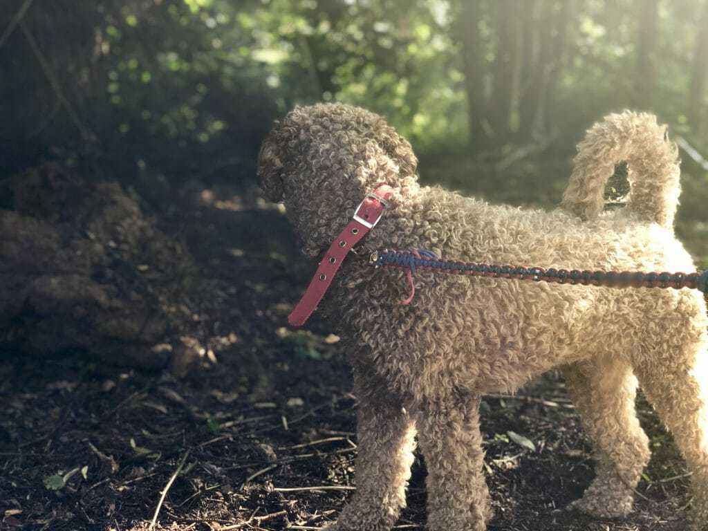5 Reasons Why You Should Microchip Your Pet 2