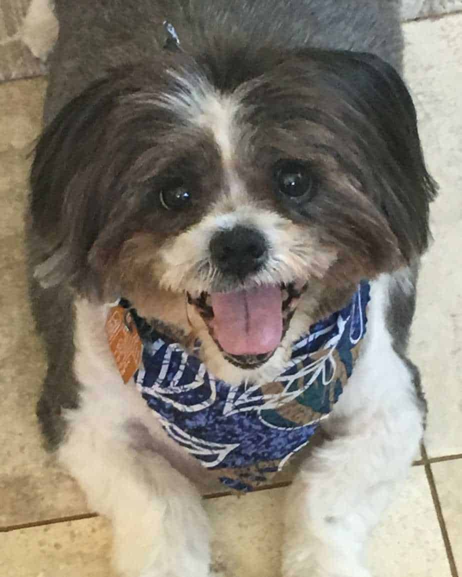 Thumbnail for Why Does My Dog Shake And Pant With Liver Disease