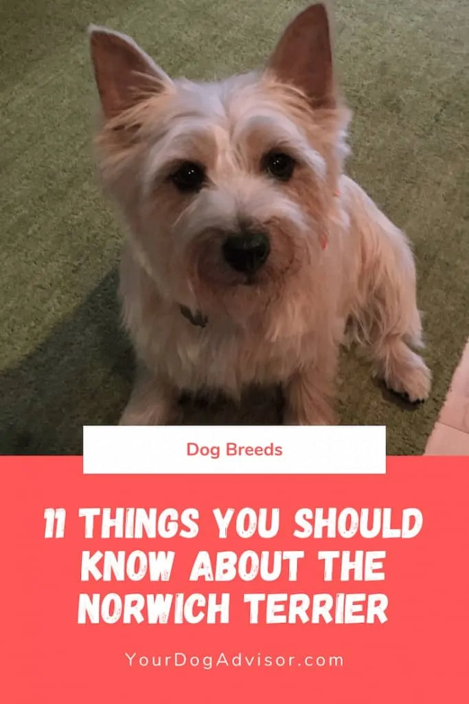 11 Things You Should Know About the Norwich Terrier 6