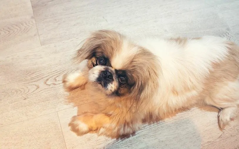 11 Things You Should Know About the Pekingese 7