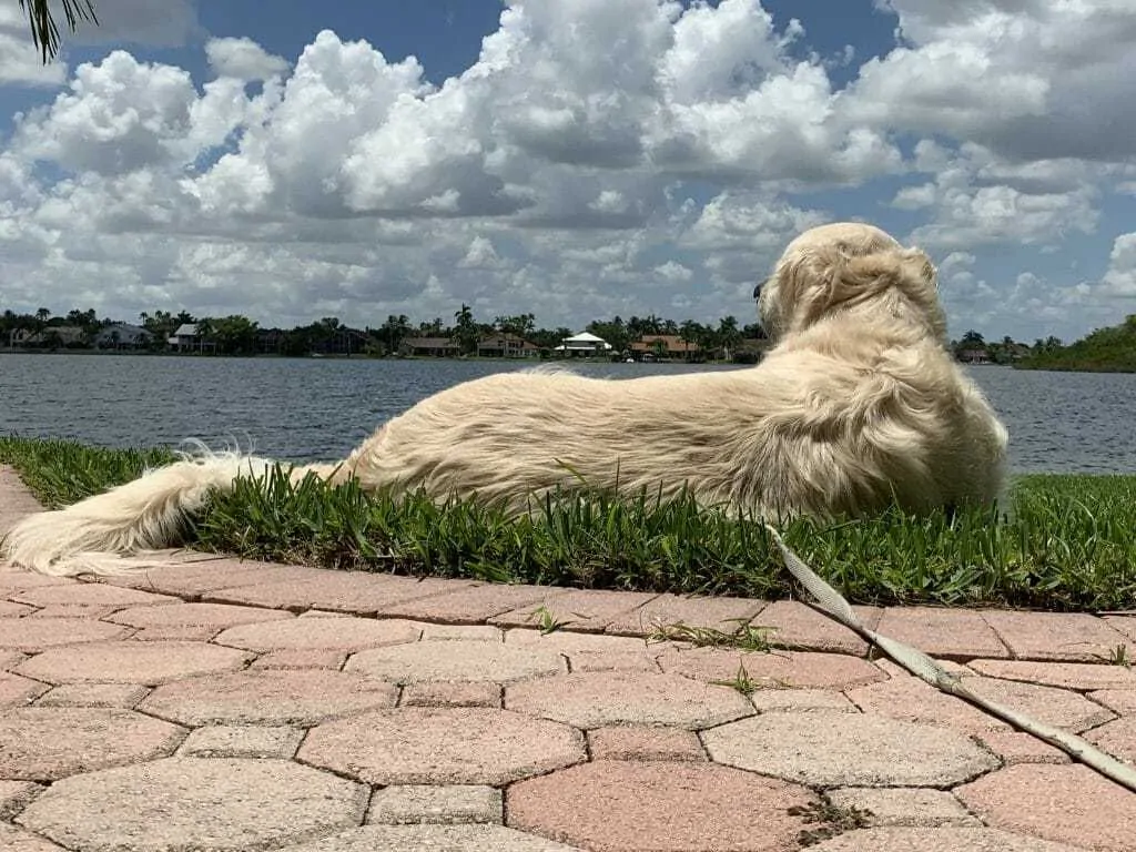 Why You Should Not Shave Your Double-Coated Dog 2