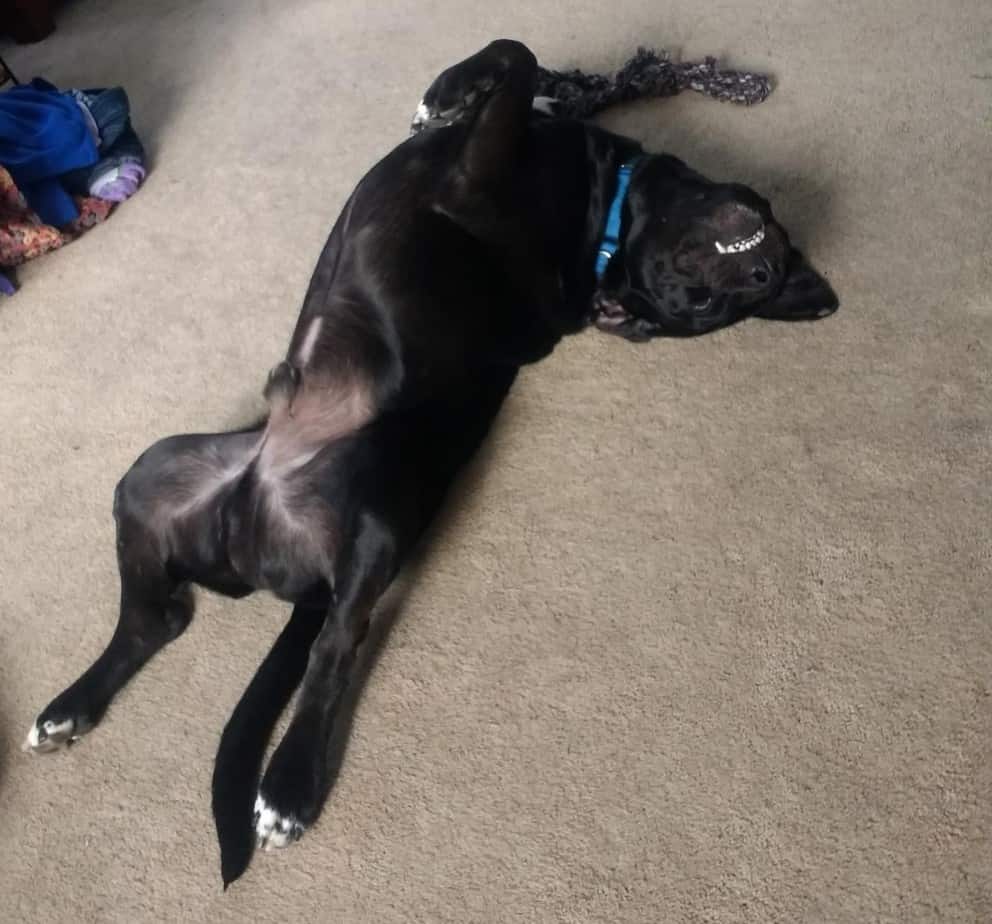 Idiopathic Head Tremors in Dogs Should You Be Concerned? Your Dog