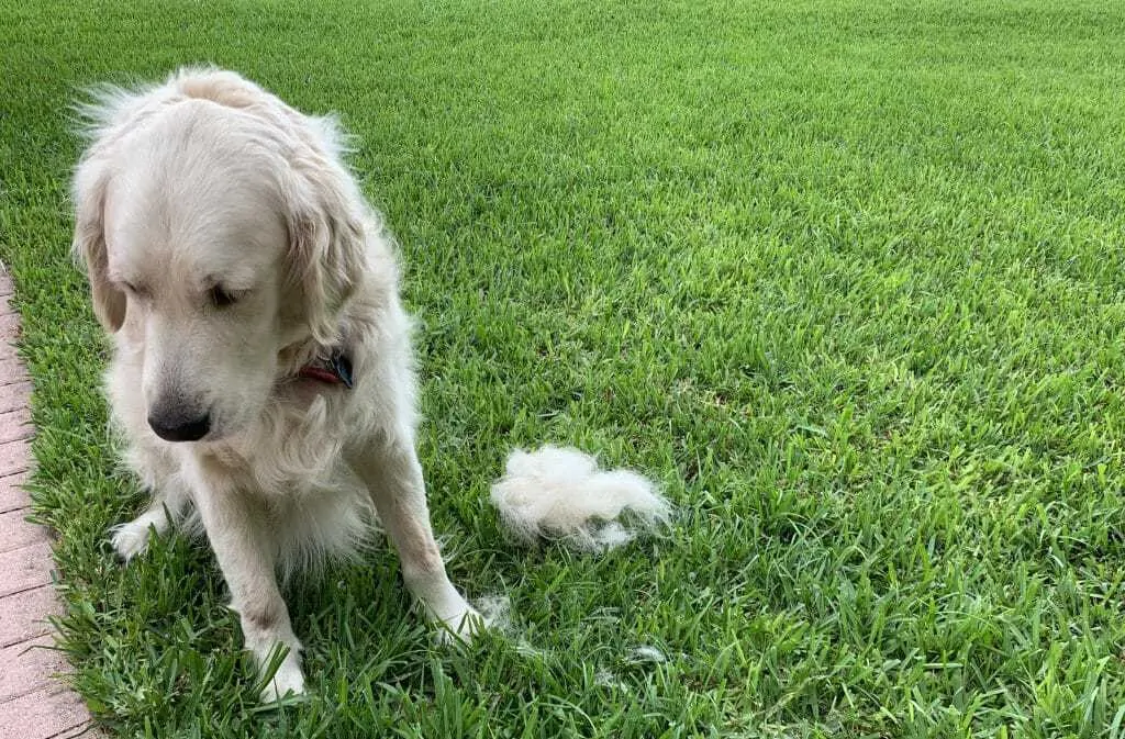 Why You Should Not Shave Your Double-Coated Dog 3