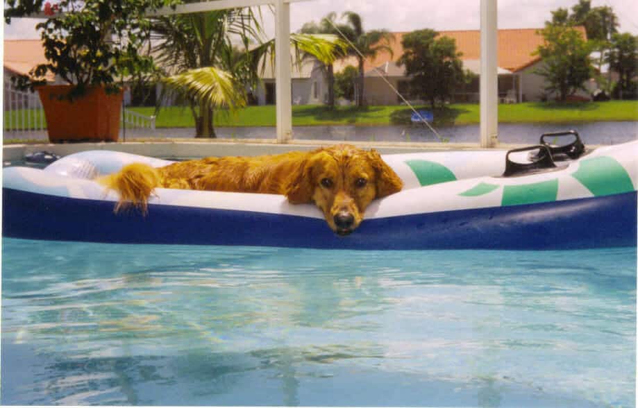 Why You Should Not Shave Your Double-Coated Dog 5 Why You Should Not Shave Your Double-Coated Dog 5