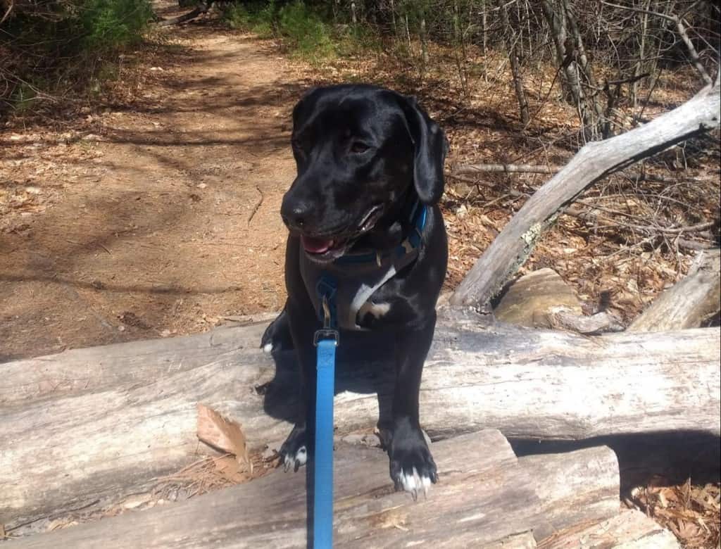 Idiopathic Head Tremors in Dogs Should You Be Concerned? Your Dog