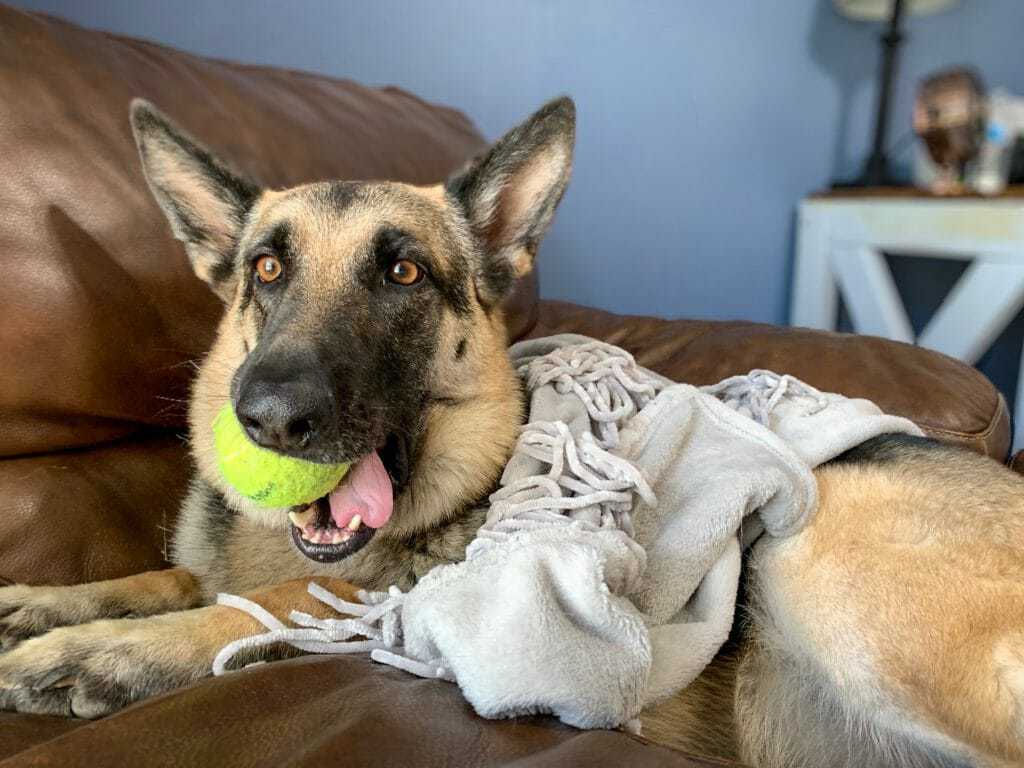 The Best Dog Ball Launcher and How to Train Your Dog to Use One 1 The Best Dog Ball Launcher and How to Train Your Dog to Use One 1