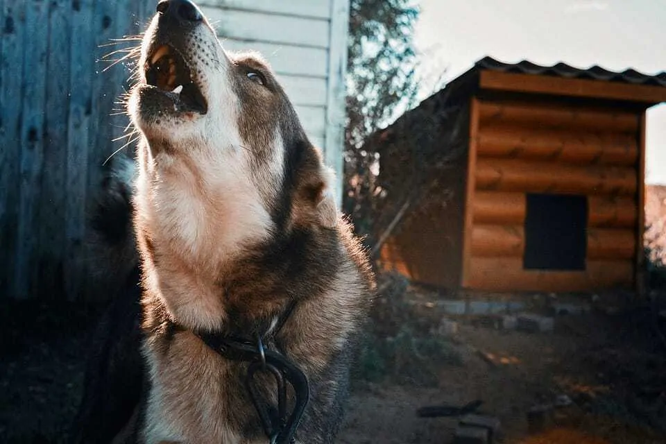 What Did Your Dog Just Say? 15 Bark Sounds and What They Mean 10