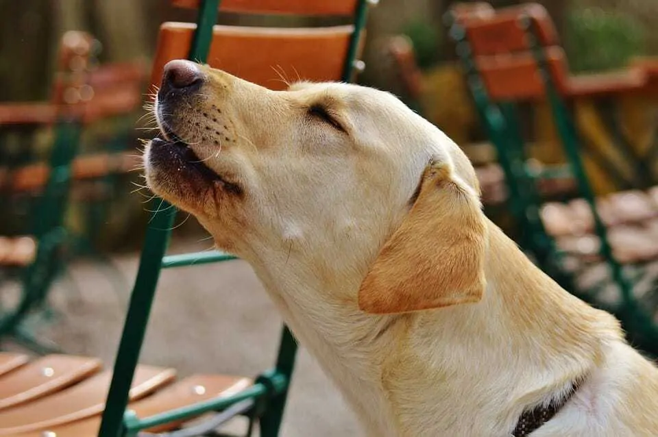 What Did Your Dog Just Say? 15 Bark Sounds and What They Mean 11