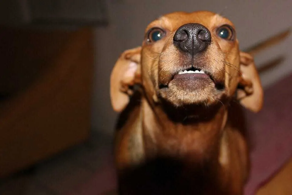 What Did Your Dog Just Say? 15 Bark Sounds and What They Mean 12