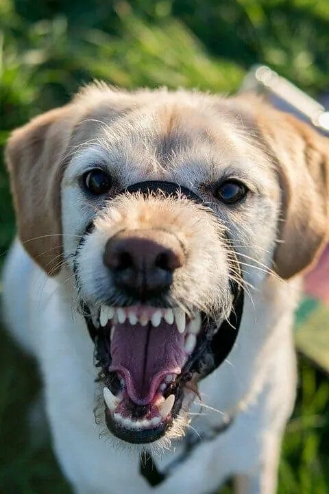 What Did Your Dog Just Say? 15 Bark Sounds and What They Mean 14