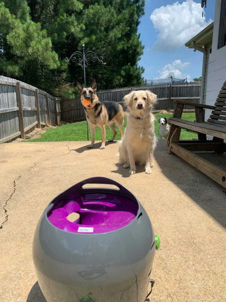 The Best Dog Ball Launcher and How to Train Your Dog to Use One Your