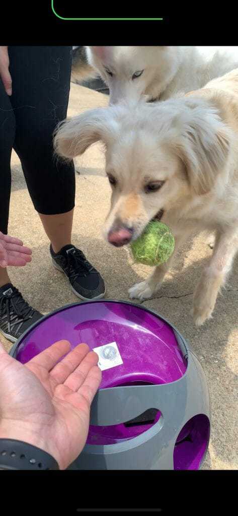 The Best Dog Ball Launcher and How to Train Your Dog to Use One 4 The Best Dog Ball Launcher and How to Train Your Dog to Use One 4