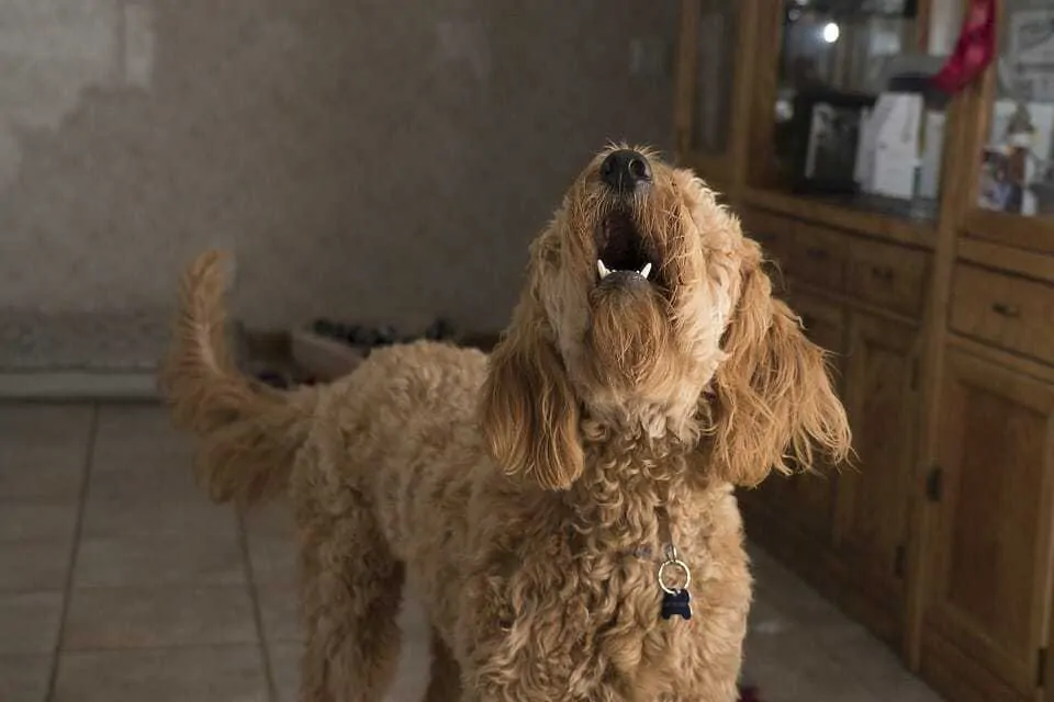 What Did Your Dog Just Say? 15 Bark Sounds and What They Mean 5